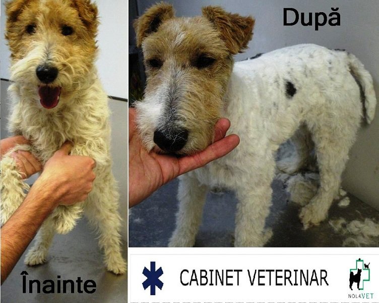 Nola Vet - cabinet veterinar